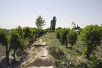 Shahrisabz. Sangirtep